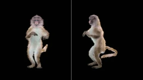 Monkeys Dancing, with Alpha matte. Stock Footage 138720910