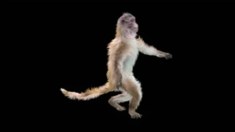Monkeys Dancing, with Alpha matte. Stock Footage 138721124