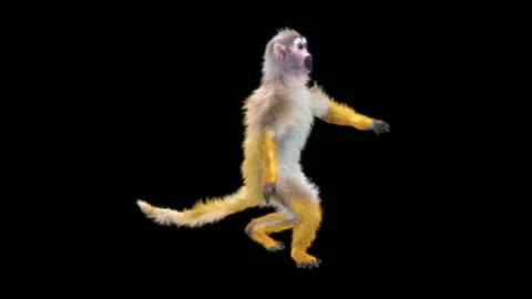 Monkeys Dancing, with Alpha matte. Stock Footage 138721218