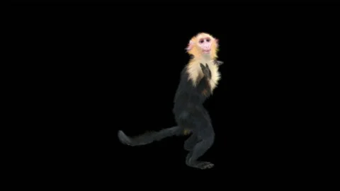Monkeys Dancing, with Alpha matte. Stock Footage 138721300