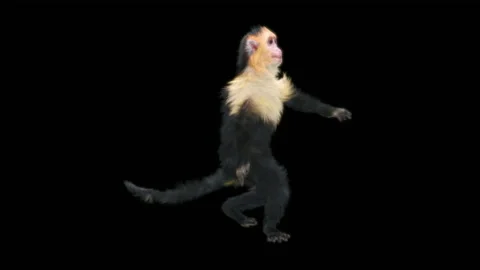 Monkeys Dancing, with Alpha matte. Stock Footage 138721343