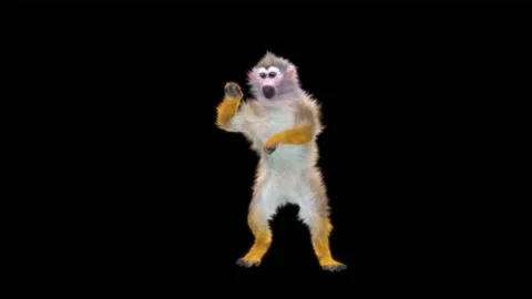 Monkeys Dancing, with Alpha matte. Stock Footage 138721524