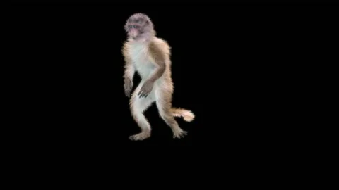 Monkeys Dancing, with Alpha matte. Stock Footage 138722241
