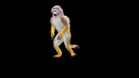 Monkeys Dancing, with Alpha matte. Stock Footage 138722468