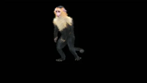 Monkeys Dancing, with Alpha matte. Stock Footage 138722492