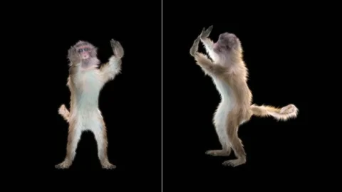 Monkeys Dancing, with Alpha matte. Stock Footage 138722629