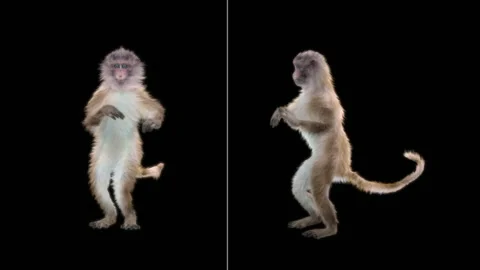 Monkeys Dancing, with Alpha matte. Stock Footage 138723192