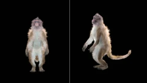 Monkeys Dancing, with Alpha matte. Stock Footage 138723262