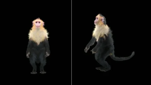 Monkeys Dancing, with Alpha matte. Stock Footage 138723426