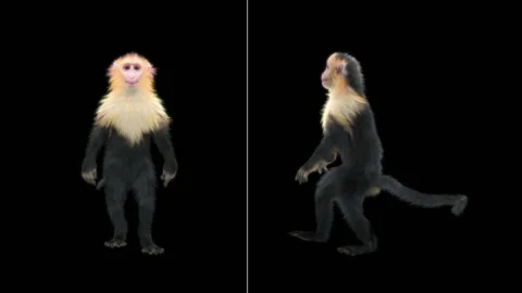 Monkeys Dancing, with Alpha matte. Stock Footage 138723511