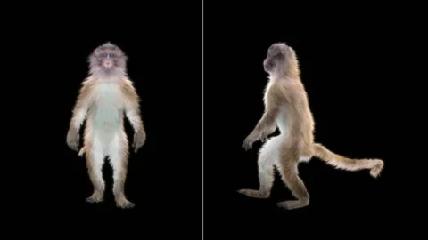 Monkeys Dancing, with Alpha matte. Stock Footage 138723529