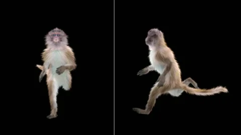 Monkeys Dancing, with Alpha matte. Stock Footage 138723599