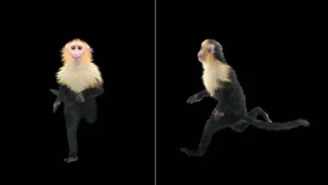 Monkeys Dancing, with Alpha matte. Stock Footage 138723766