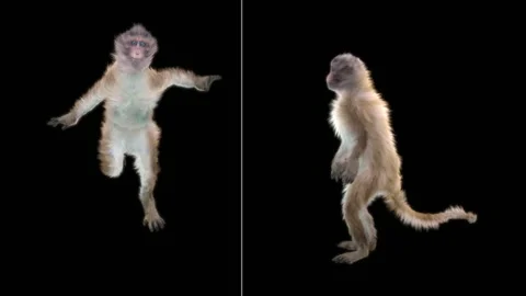 Monkeys Dancing, with Alpha matte. Stock Footage 138723947