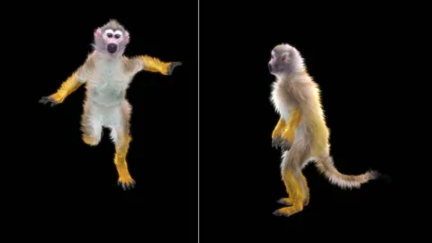 Monkeys Dancing, with Alpha matte. Stock Footage 138724000