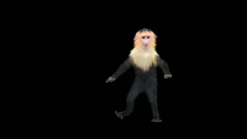 Monkeys Dancing, with Alpha matte. Stock Footage 211007038