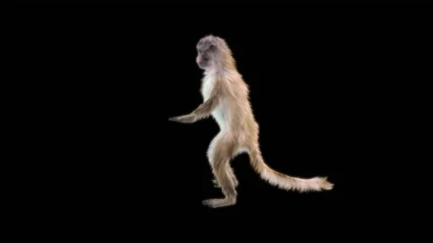 Monkeys Dancing, with Alpha matte. Видео 211007163