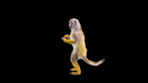 Monkeys Dancing, with Alpha matte. Stock Footage 222976156