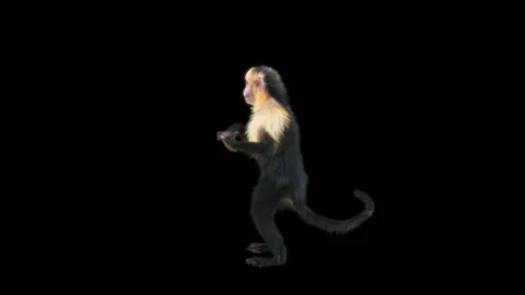 Monkeys Dancing, with Alpha matte. 動画素材 222976222