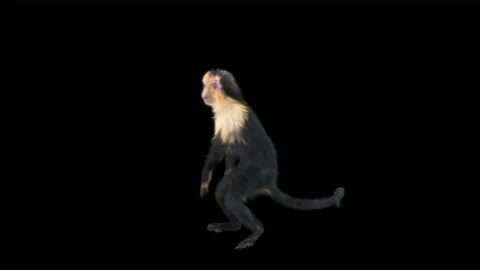 Monkeys Dancing, with Alpha matte. 库存影片 222976249