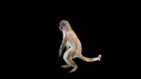 Monkeys Dancing, with Alpha matte. Stock Footage 222976439