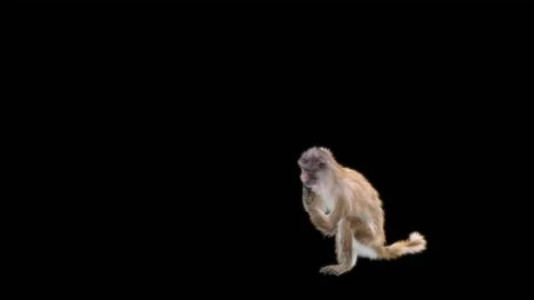 Monkeys Dancing, with Alpha matte. 動画素材 224714693