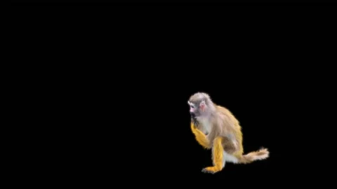 Monkeys Dancing, with Alpha matte. Видео 224714951