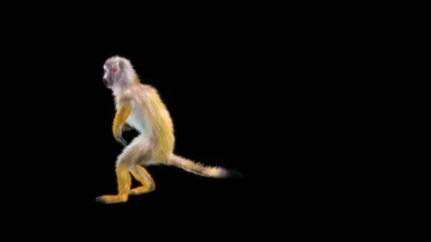 Monkeys Dancing, with Alpha matte. Видео 225294839