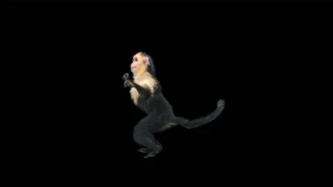 Monkeys Dancing, with Alpha matte. Видео 228062178