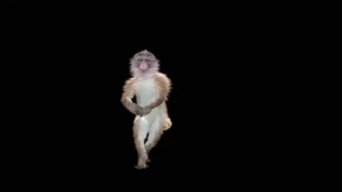 Monkeys Dancing, with Alpha matte. Видео 228062384