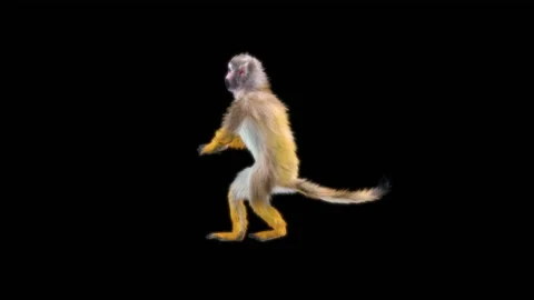 Monkeys Dancing, with Alpha matte. 库存影片 228062386