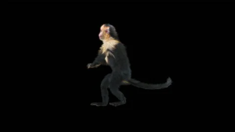 Monkeys Dancing, with Alpha matte. 库存影片 228062428