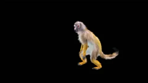 Monkeys Dancing, with Alpha matte. 库存影片 228062584