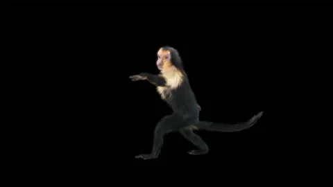 Monkeys Dancing, with Alpha matte. Stock Footage 229552240