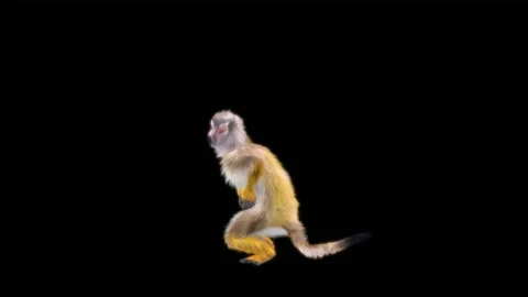 Monkeys Dancing, with Alpha matte. Stock Footage 229552312