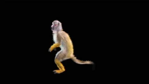 Monkeys Dancing, with Alpha matte. Stock Footage 229552613
