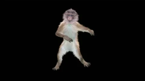 Monkeys Dancing, with Alpha matte. 库存影片 230477364