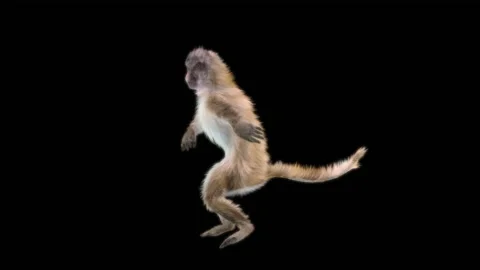 Monkeys Dancing, with Alpha matte. Видео 230477443