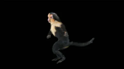 Monkeys Dancing, with Alpha matte. 動画素材 230477525
