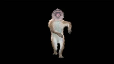 Monkeys Dancing, with Alpha matte. Stock Footage 230477615