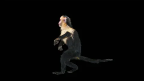 Monkeys Dancing, with Alpha matte. 库存影片 230477698