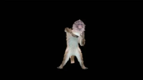 Monkeys Dancing, with Alpha matte. 動画素材 231239491