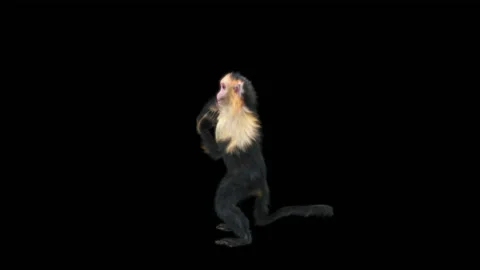 Monkeys Dancing, with Alpha matte. Stock Footage 231239548