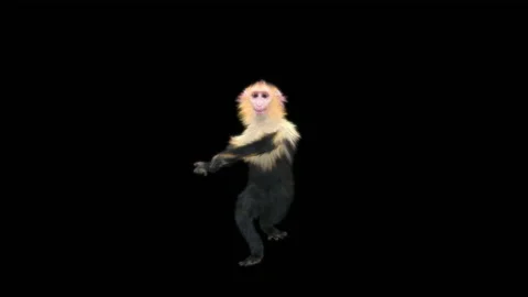 Monkeys Dancing, with Alpha matte. 動画素材 231239553