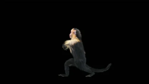 Monkeys Dancing, with Alpha matte. Video stock 231239554