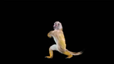 Monkeys Dancing, with Alpha matte. Stock Footage 231239562