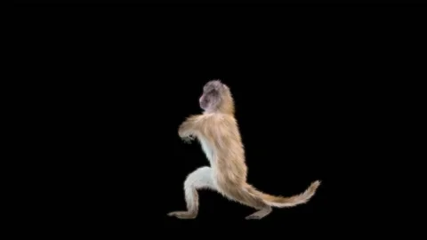 Monkeys Dancing, with Alpha matte. Stock Footage 231239622