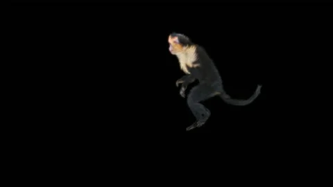 Monkeys Dancing, with Alpha matte. 库存影片 231239819