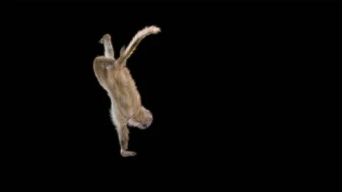 Monkeys Dancing, with Alpha matte. 库存影片 231901373