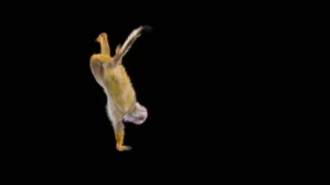 Monkeys Dancing, with Alpha matte. Stock Footage 231901374